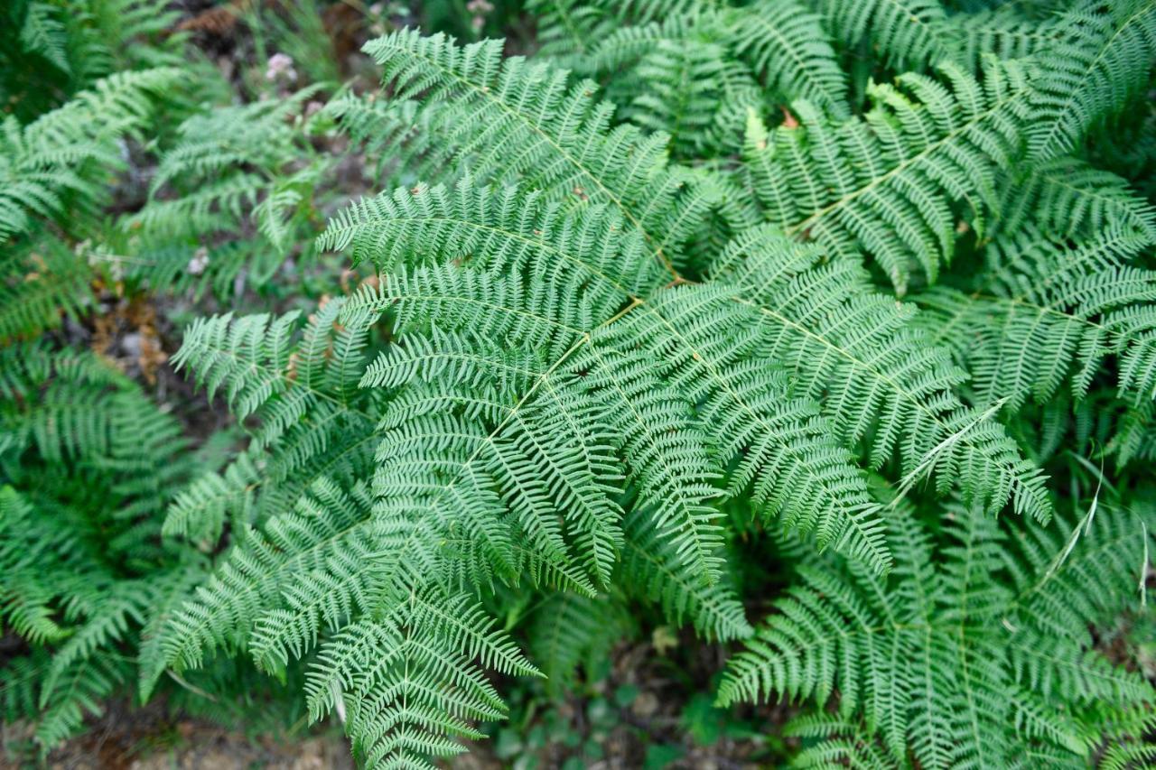 Les Jardins De Falguiere Сен-Жан-дю-Гар Екстер'єр фото